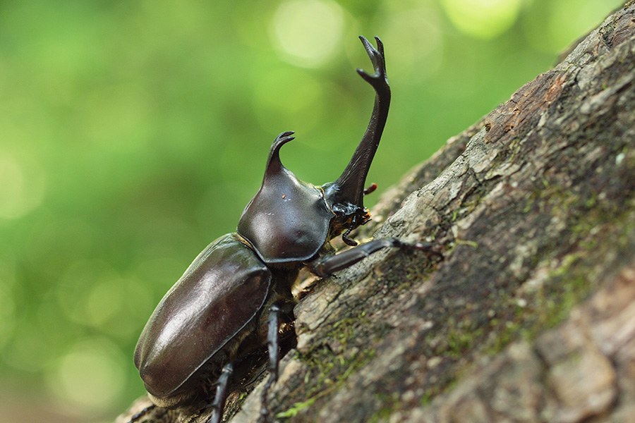 軽井沢カブトムシの森 - ネイチャーランド カルプリの森 - 軽井沢で